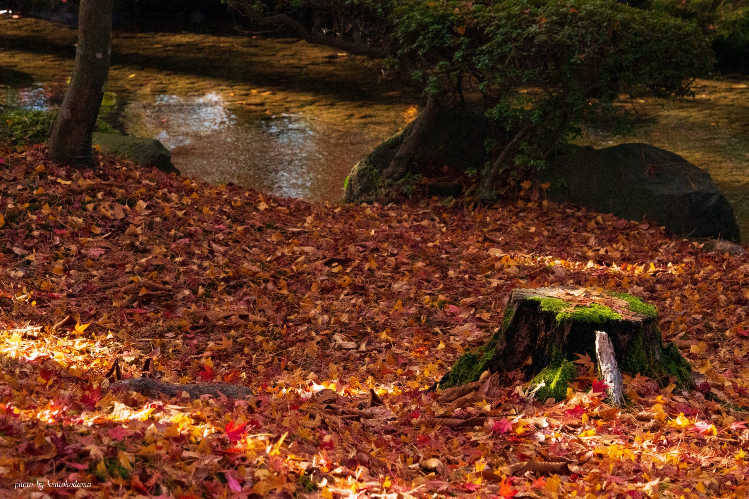 石川　兼六園　秋　朝　紅葉