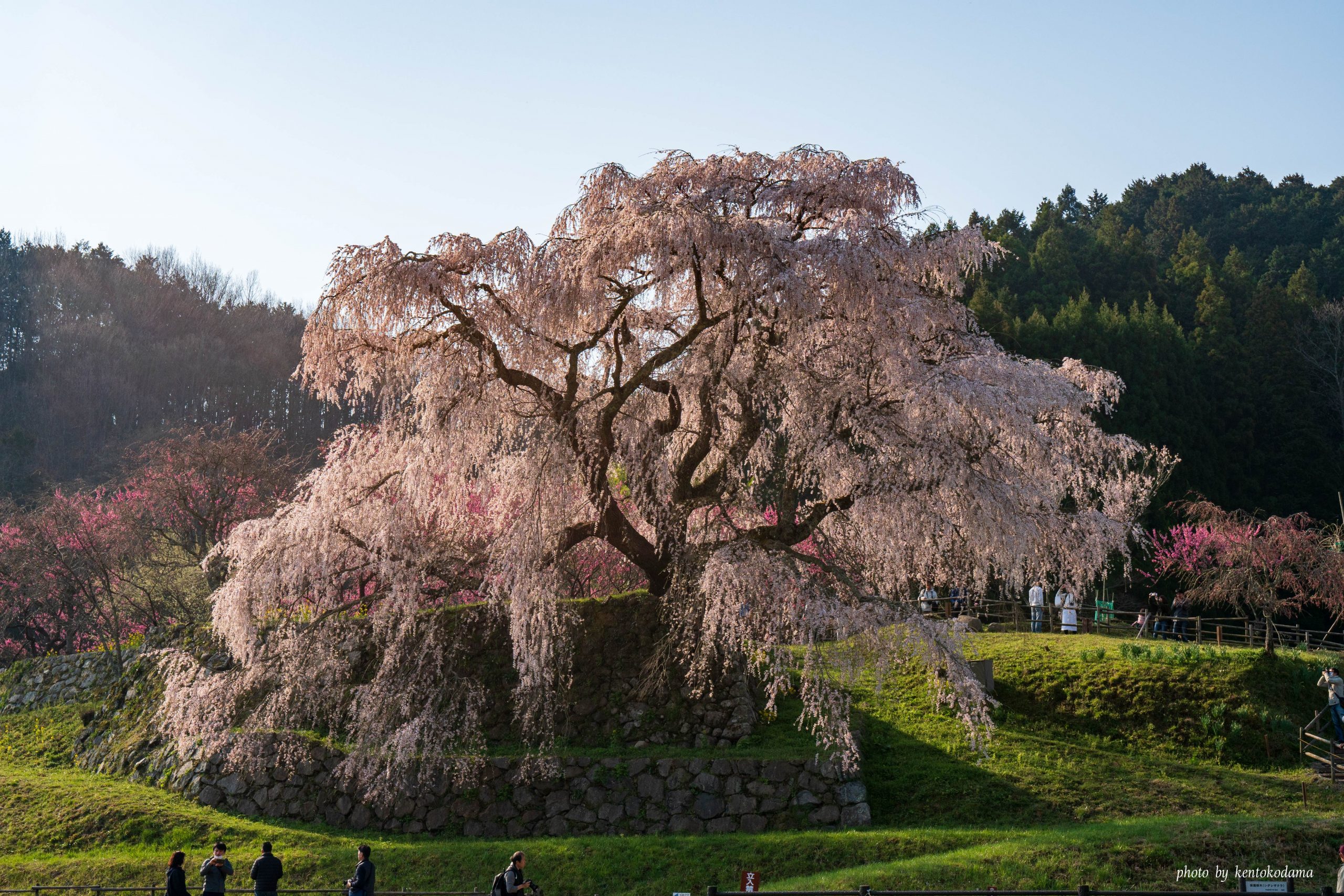 奈良　又兵衛桜　桜　春　昼