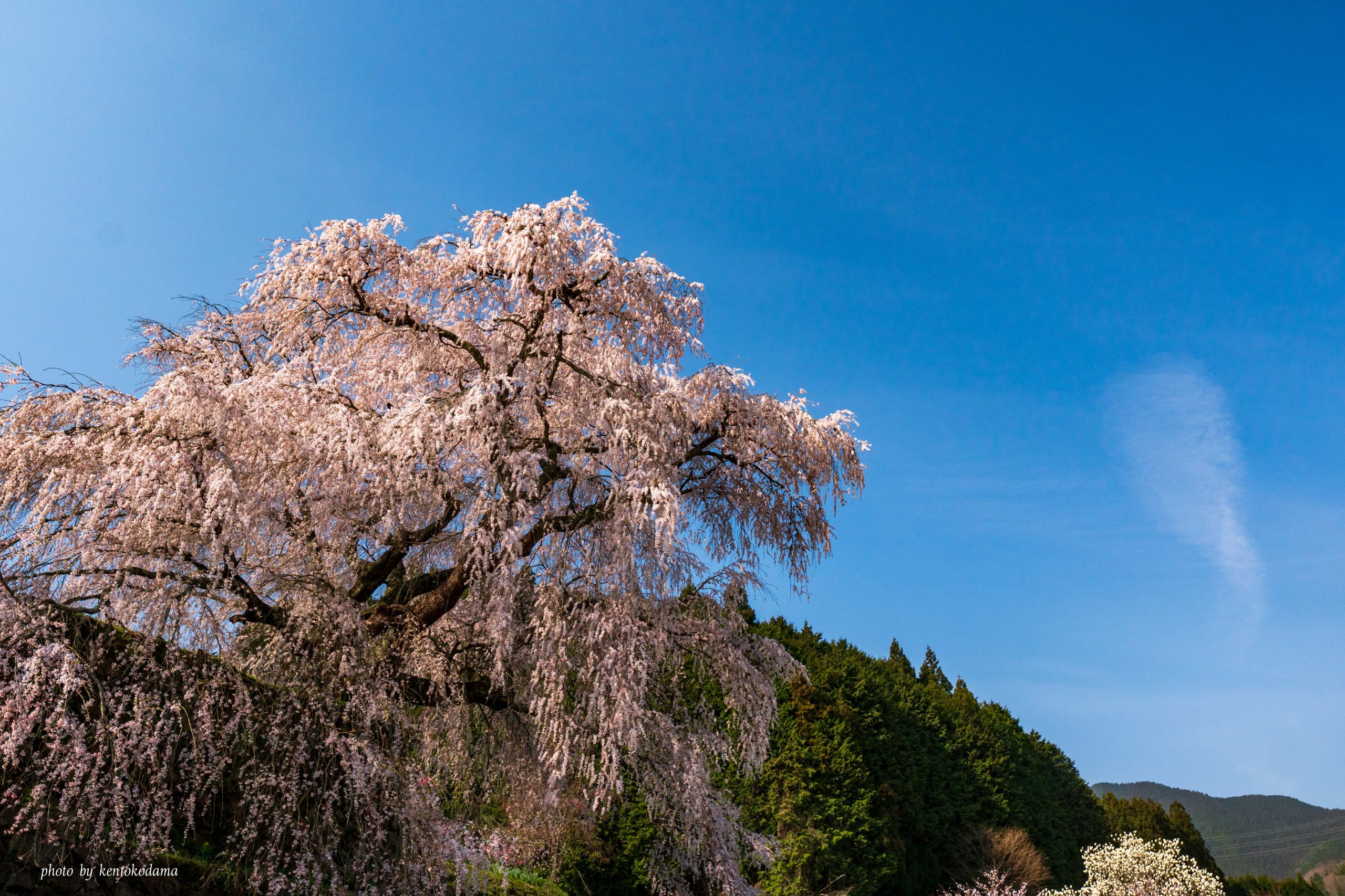 奈良　又兵衛桜　桜　春　昼