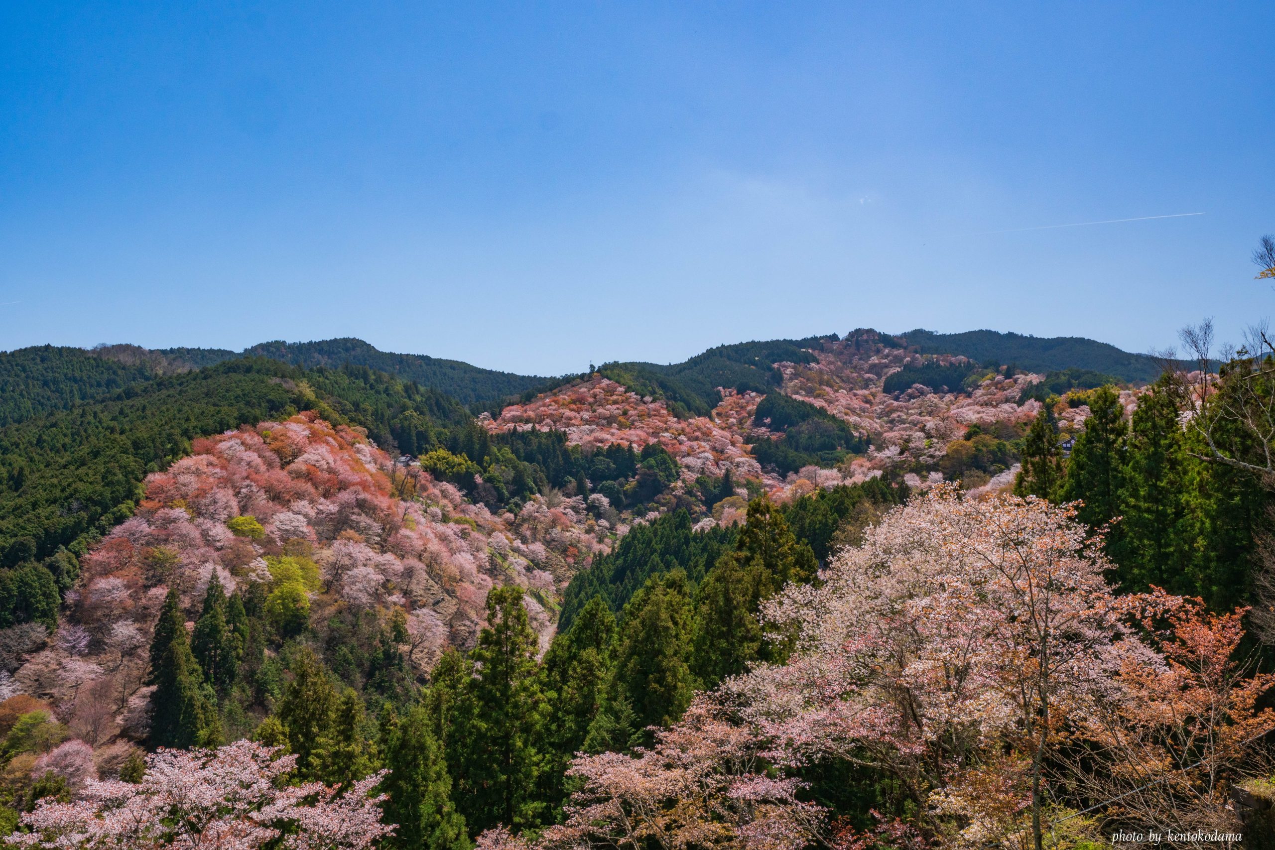 奈良　吉野山　桜　春　昼
