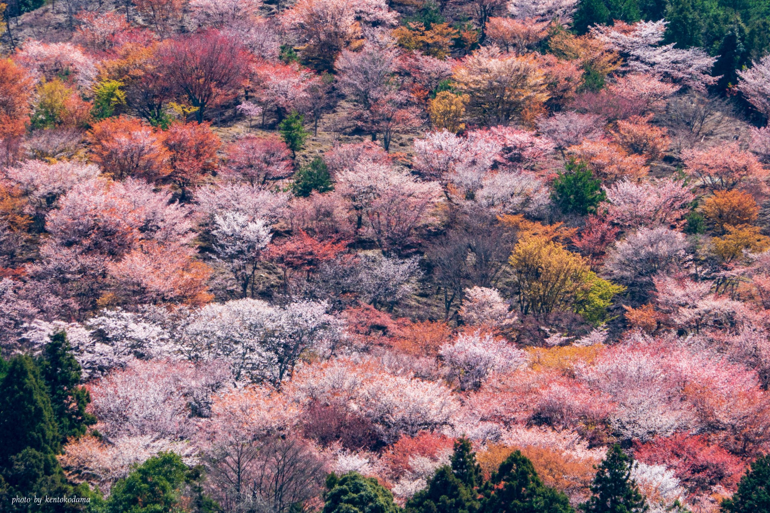 奈良　吉野山　桜　春　昼