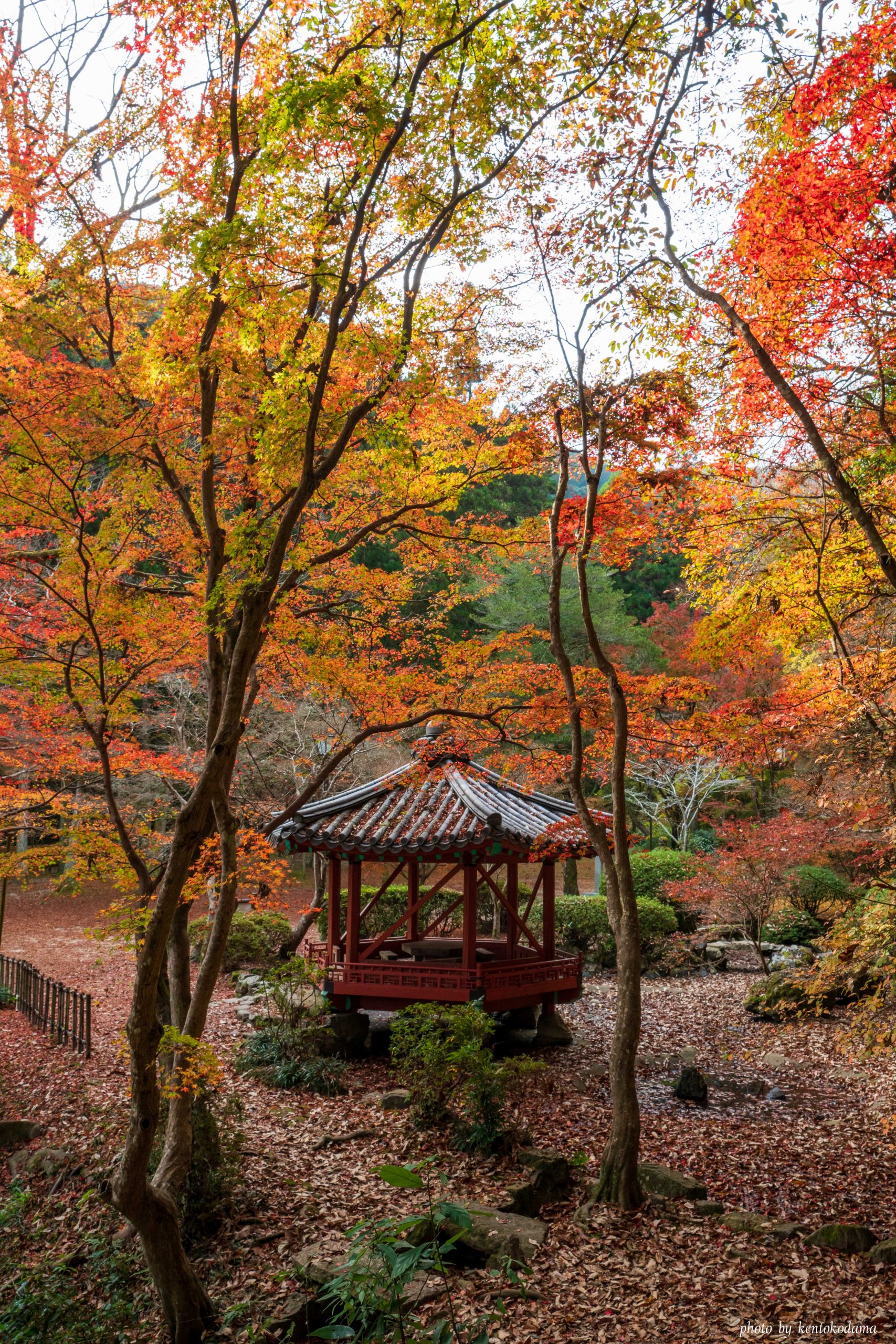 山口　岩国　六角亭　秋　昼