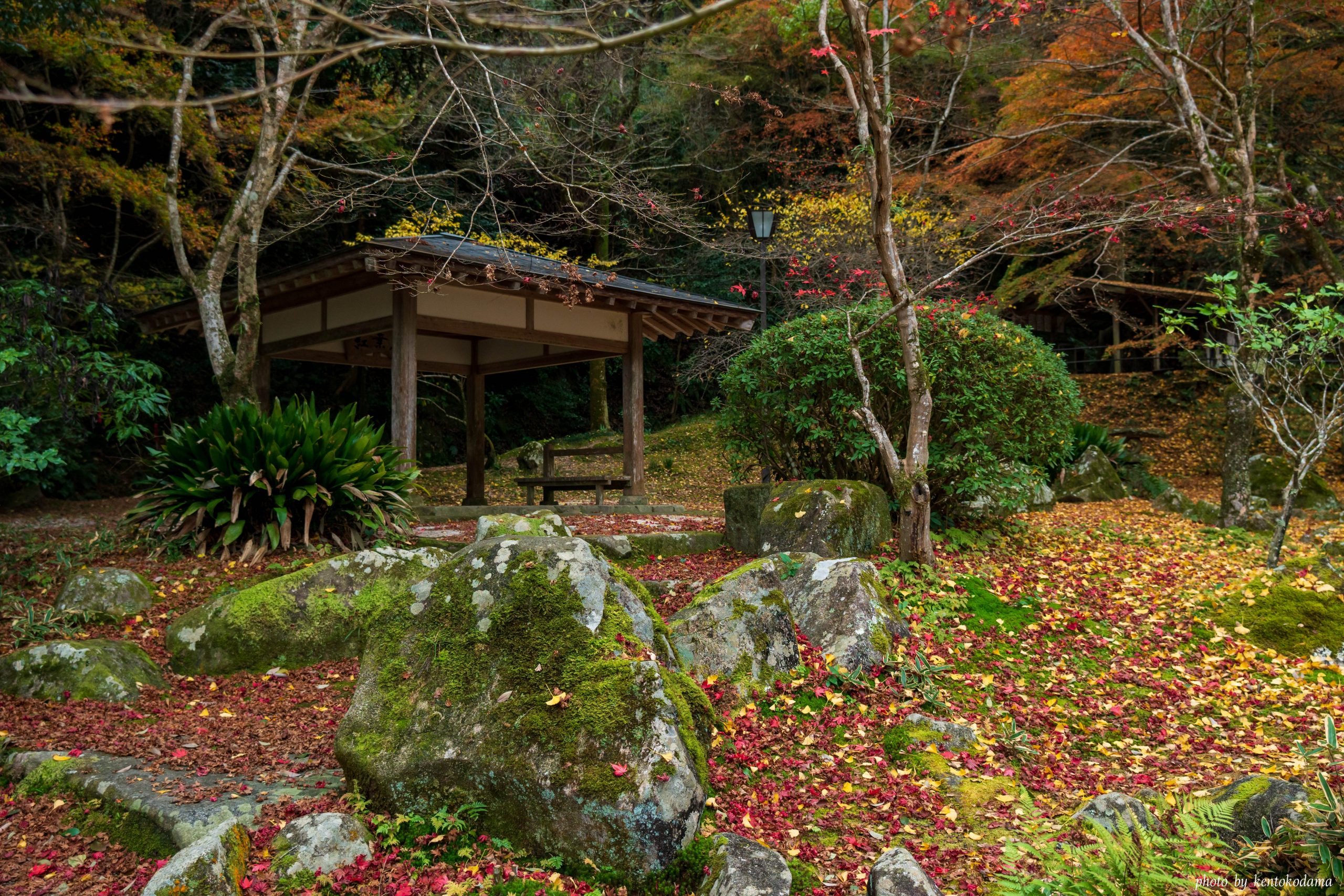 山口　岩国　紅葉谷公園　秋　昼